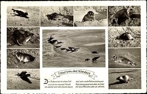 Bild des Verkufers fr Ansichtskarte / Postkarte Gru von der Nordsee, Robben am Strand, Seehunde, Meerpartie zum Verkauf von akpool GmbH