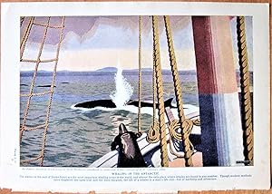 Vintage Color Print: Whaling in the Arctic.