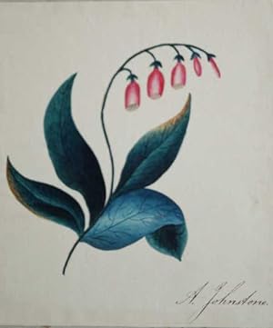 Blumen. Original Aquarell. Unterhalb der Darstellung handschriftlich bezeichnet A. Johnstone.