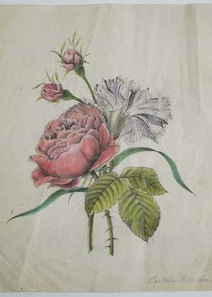 Blumen. Original Bleistiftzeichnung mit Aquarell koloriert. Unterhalb der Darstellung datiert von...
