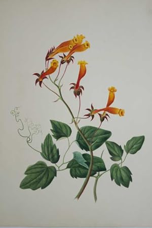 Blumen. Original aquarellierte Zeichnung auf festem Karton um 1850