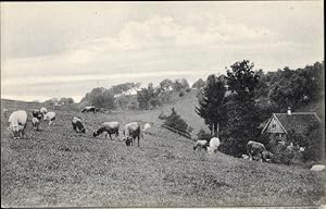 Bild des Verkufers fr Ansichtskarte / Postkarte Bauernhof, Kuhweide, Rinder, Landschaftsidylle zum Verkauf von akpool GmbH