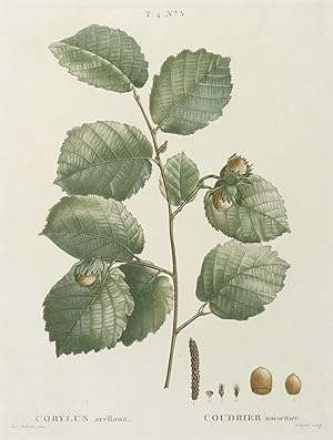 Gehölze. - Haselnuss. - Gemeine Hasel. - Redouté. - "Corylus avellana. Coudrier noisettier".