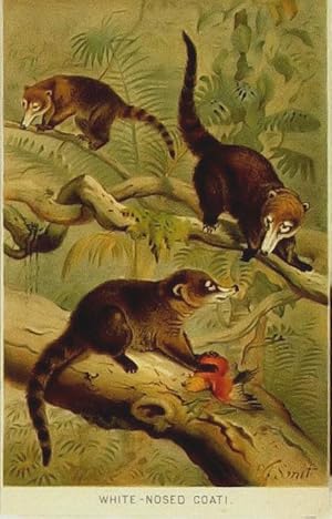 Image du vendeur pour Racoons. White Nosed Coati. mis en vente par theoldmapman