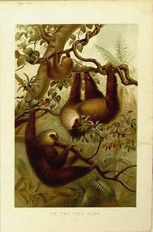 Image du vendeur pour Sloths. Two Toed Sloth. mis en vente par theoldmapman