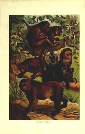 Seller image for Monkeys. Macaques. for sale by theoldmapman