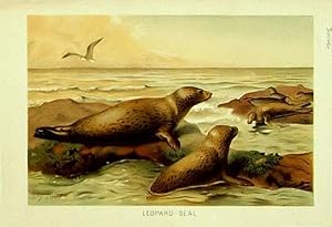 Bild des Verkufers fr Sea Mammals. Leopard-Seal. zum Verkauf von theoldmapman