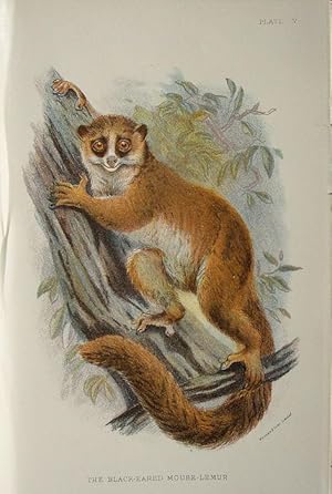 Bild des Verkufers fr Monkeys. Black-eared Mouse-Lemur zum Verkauf von theoldmapman