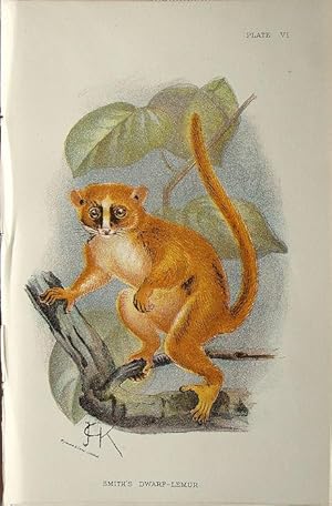 Bild des Verkufers fr Monkeys. Smith's Dwarf-Lemur zum Verkauf von theoldmapman