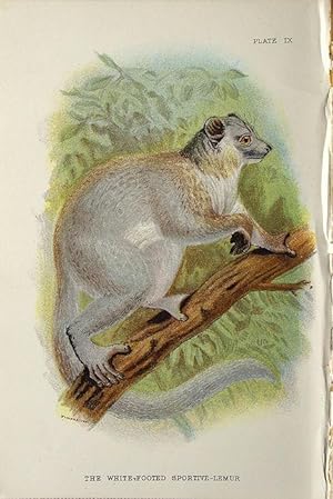 Bild des Verkufers fr Monkeys. White-footed Sportive-Lemur zum Verkauf von theoldmapman