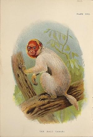 Bild des Verkufers fr Monkeys. Bald Uakari zum Verkauf von theoldmapman