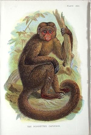 Bild des Verkufers fr Monkeys. Bonneted Capuchin zum Verkauf von theoldmapman