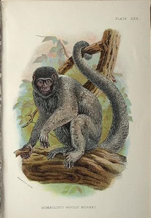 Bild des Verkufers fr Monkeys. Humboldt's Woolly-Monkey zum Verkauf von theoldmapman