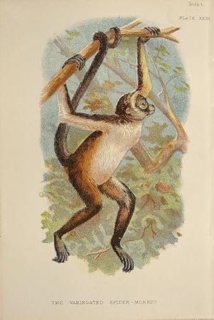 Bild des Verkufers fr Monkeys. Variegated Spider-Monkey zum Verkauf von theoldmapman
