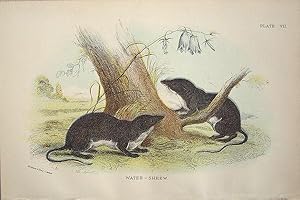 Image du vendeur pour Rodents. Water-Shrew . Crossopus fodiens. mis en vente par theoldmapman