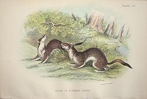 Bild des Verkufers fr Mustelinae. Stoat in summer dress . Mustela erminea. zum Verkauf von theoldmapman