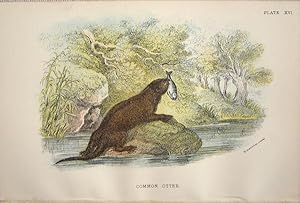 Seller image for Mustelinae. Common Otter . Lutra vulgaris. for sale by theoldmapman