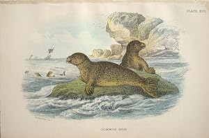 Seller image for Sea Mammals. Common Seal . Phoca vitulina. for sale by theoldmapman