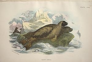 Seller image for Sea Mammals. Harp-Seal . Phoca groenlandica. for sale by theoldmapman