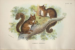 Seller image for Rodents. Common Squirrel . Sciurus vulgaris. for sale by theoldmapman