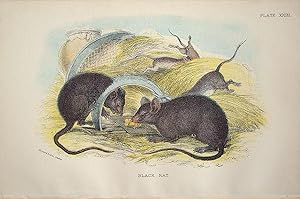 Seller image for Rodents. Black Rat . Mus rattus. for sale by theoldmapman