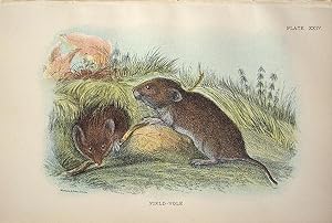 Bild des Verkufers fr Rodents. Common Field-Vole . Microtus agrestis. zum Verkauf von theoldmapman