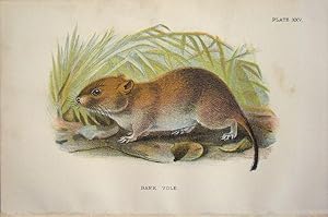 Bild des Verkufers fr Rodents. Bank-Vole . Microtus glareolus. zum Verkauf von theoldmapman