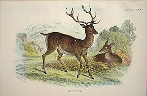 Seller image for Deer. Red Deer . Cervus elaphus. for sale by theoldmapman