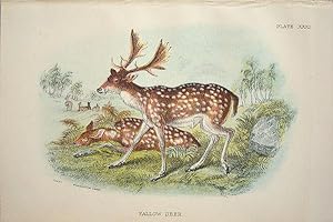 Seller image for Deer. Fallow Deer . Cervus dama. for sale by theoldmapman