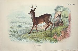 Bild des Verkufers fr Deer. Common Roe . Capreolus caprea. zum Verkauf von theoldmapman