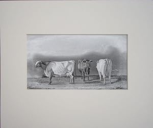 Immagine del venditore per Bovines. Short-horn Cows; the property of the Duke of Buccleuch venduto da theoldmapman