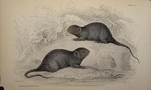 Bild des Verkufers fr Rodents. Black Water Rat zum Verkauf von theoldmapman