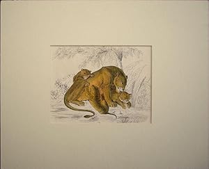 Seller image for Cats. Lioness and her cubs for sale by theoldmapman