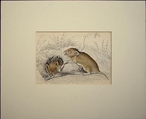 Seller image for Rodents. Short Tailed Campagnon for sale by theoldmapman