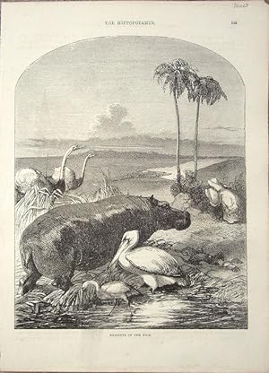 Bild des Verkufers fr Hippopotamus and Denizens of the Nile zum Verkauf von theoldmapman