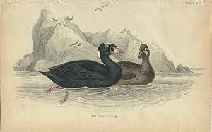 Seller image for Water Birds: Surf Scoter - a pair for sale by theoldmapman