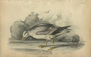 Seller image for Water Birds: Fulmar Petrel for sale by theoldmapman