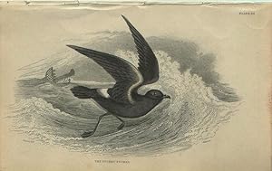 Image du vendeur pour Water Birds: Stormy Petrel mis en vente par theoldmapman