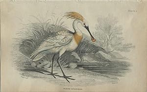 Image du vendeur pour Wading Birds: White Spoonbill mis en vente par theoldmapman