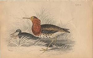 Image du vendeur pour Wading Birds: Ruff - a pair mis en vente par theoldmapman