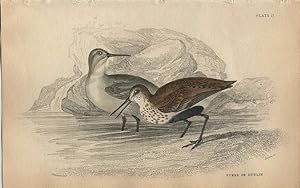 Seller image for Wading Birds: Purre or Dunlin - a pair for sale by theoldmapman