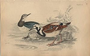 Image du vendeur pour Wading Birds: Turnstone - a pair mis en vente par theoldmapman