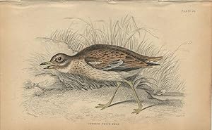 Image du vendeur pour Wading Birds: Common Thick-knee mis en vente par theoldmapman