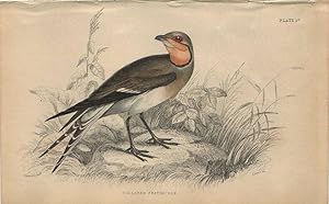 Seller image for Wading Birds: Collared Pratincole for sale by theoldmapman