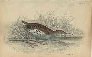 Image du vendeur pour Wading Birds: Water Rail mis en vente par theoldmapman