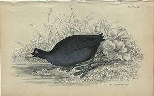 Seller image for Wading Birds: Common Coot for sale by theoldmapman