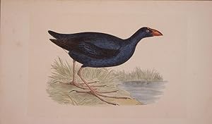 Image du vendeur pour Purple Waterhen mis en vente par theoldmapman