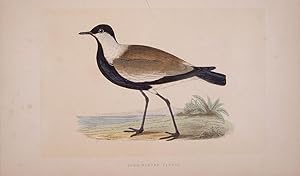 Seller image for Spur-winged Plover for sale by theoldmapman