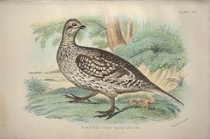 Immagine del venditore per Northern Sharp-tailed Grouse venduto da theoldmapman