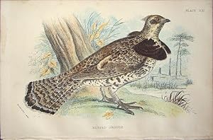 Imagen del vendedor de Ruffed Grouse a la venta por theoldmapman